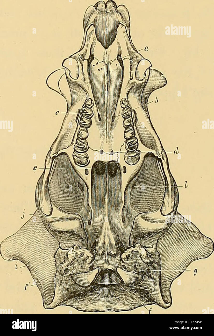 Image D Archive A Partir De La Page 50 D Dinocerata Dinocerata D Une Monographie Une