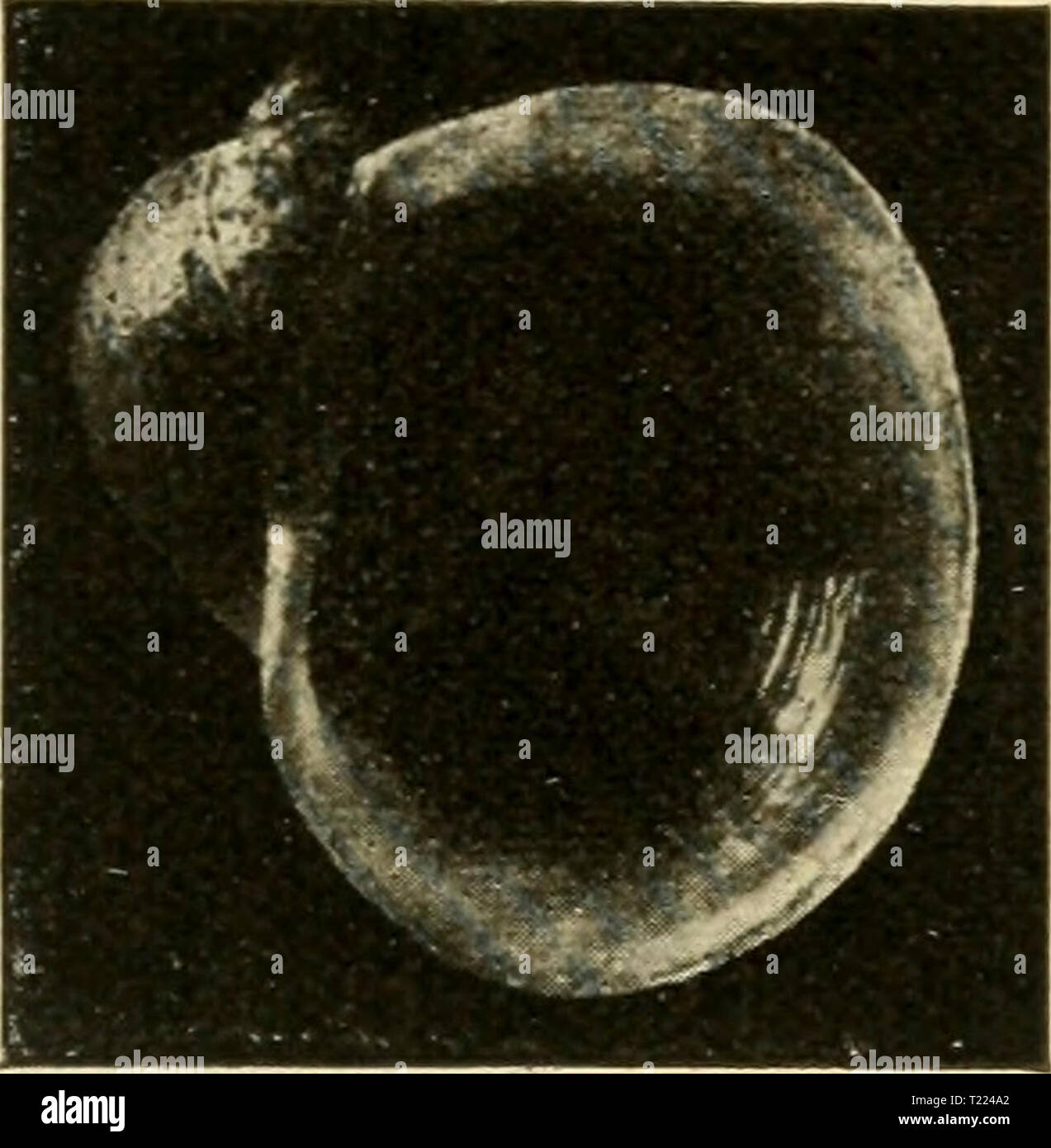 Image d'archive à partir de la page 52 de Die Weichtiere Deutschlands eine Die Weichtiere Deutschlands : eine Darstellung der biologische einheimischen Schnecken und Muscheln dieweichtieredeu00geye Année : 1909 SßaffermoKufen 37 bei Hbb. 23. Limnée ampla, nat. @R. 9Jad eines -pf)otos groplte gifcer §. oon. dans un befjen orfergelber anbeten, @(enmm bie 5lntt) efeneit Derrät öon (Jifen, einen gelben braunroten unb. 58ae junefimenbem tritt filtre en gefunbem Söafjer au( eine unfehmg ein. Ieienigen eränberungen 2)33h00 meiften tüelde, dans bie ugen tombé, merben burd bie p () tj ]' je ! A I i ]' ( e n ßigen Banque D'Images