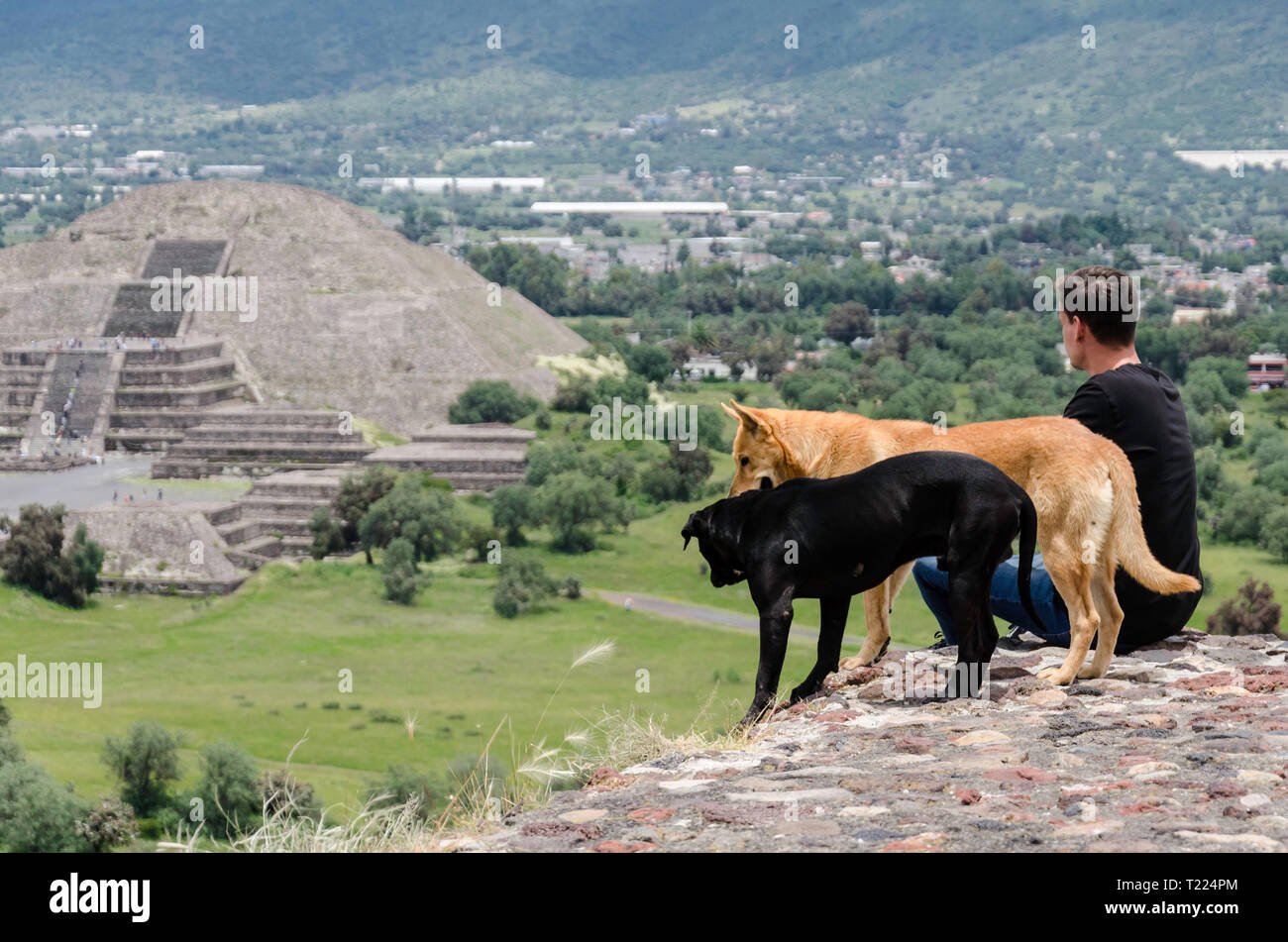 Chiens dans les pyramides de Teotihuacan Banque D'Images