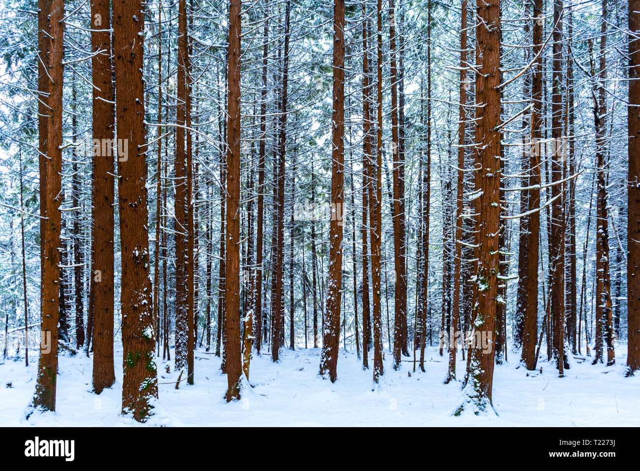 Haut de troncs d'arbre couvert de neige dans une forêt enneigée, scène avec les arbres à feuilles persistantes dans l'arrière-plan, en hiver. Écorce brun et les tons de bleu. Banque D'Images