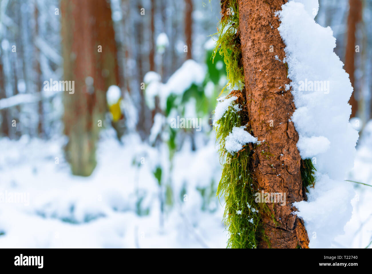 Vert Mousse poussant sur skinny brown tronc d'arbre avec de la neige couvrant le côté droit, dans une forêt, tourbière après une tempête de neige, avec la neige partout. Banque D'Images