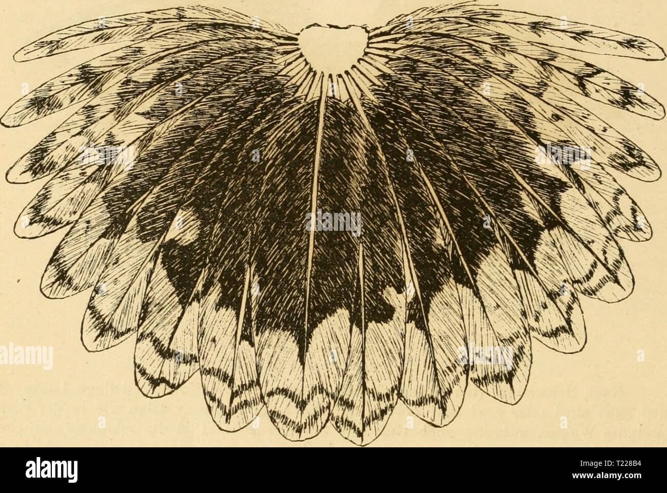 Image d'archive à partir de la page 891 de Die Vögel der die Vögel der paläarktischen paläarktischen Faune Faune systematische Übersicht der in Europa, Nord-Asien Mittelmeerregion vorkommenden und der Vögel dievgelderpal02hart Année : 1910 1666 Liniicolae. spitze in 1-3 cm zurückbleibend - ein noch Erfolgreicher, das oft durch Präparation est unkenntlich gemacht wird, auch variiert. Brutvogel au Japon, auf dem Zuge auf Formosa, dans Australien und Tasmanien, überwinternd Münz-schubladenelement dans einmal angetroffen. (Auch, Vermutlich Philippinen Célèbes u. a., doch liegen keine Exemplare vor. Un Sharpes- gabe vom Vorkommen Banque D'Images