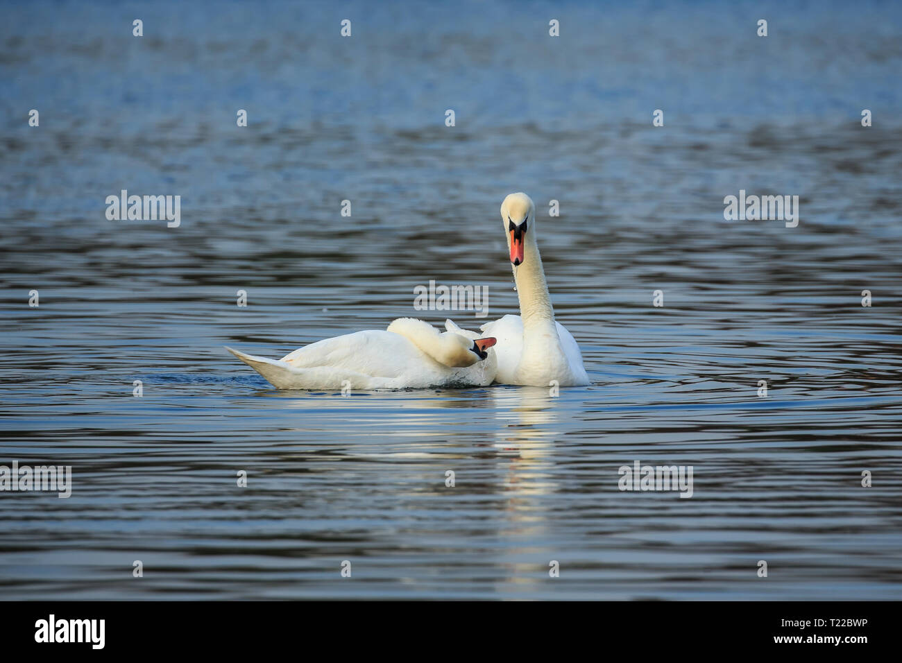 Le Cygne Tuberculé Est Une Très Grande Doiseaux Deau