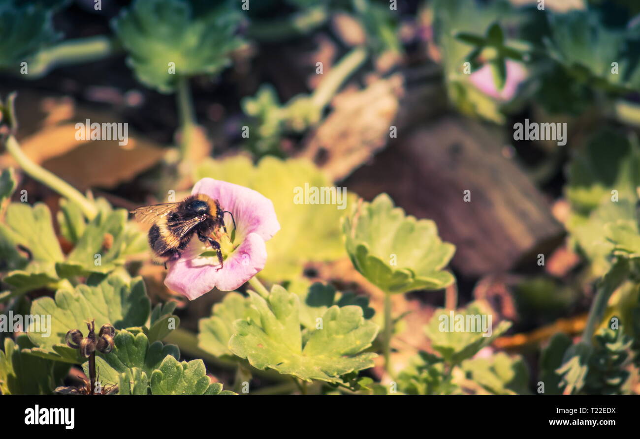 Libre de droit d'un bourdon sur une ile Chatham géranium (Geranium traversii), une faible taille herbe vivace originaire des îles Chatham de nouveau zèle Banque D'Images