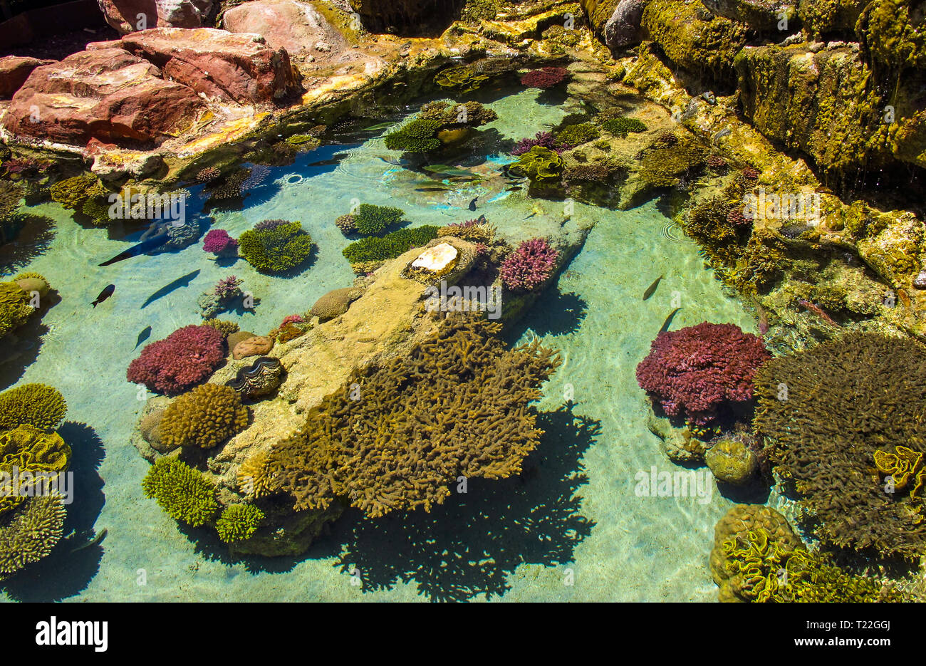 Les récifs coralliens colorés et la beauté du monde sous-marin. Eilat, Israël Banque D'Images