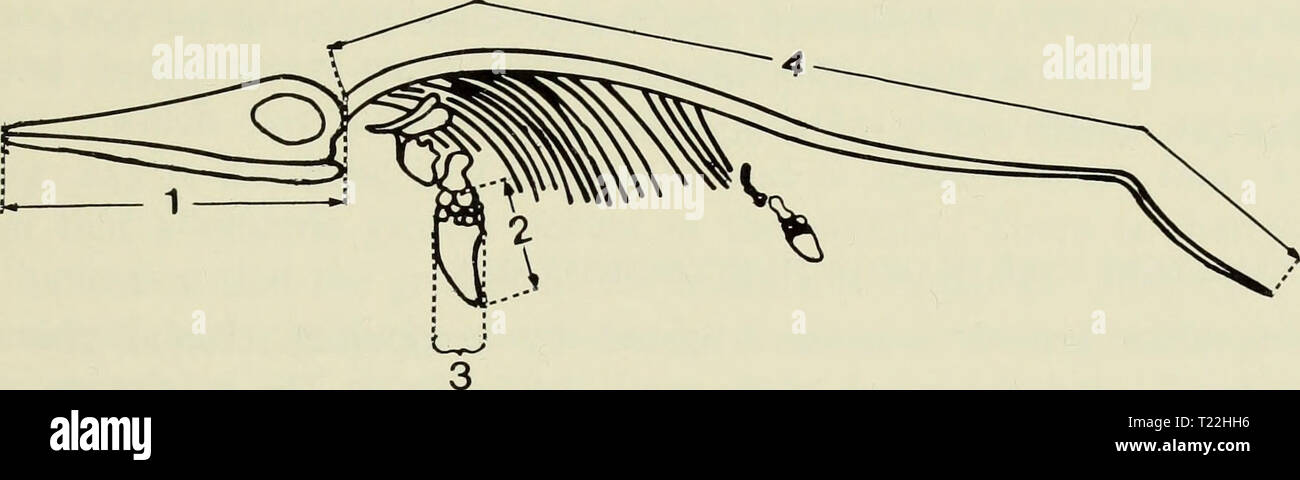 Image d'archive à partir de la page 8 de la croissance différentielle dans trois ichtyosaures croissance différentielle dans trois ichtyosaures : Ichthyosaurus communis, I. breviceps, Stenopterygius et quadriscissus (Reptilia, Ichthyosauria) differentialgrow00mcgo Année : 1973 6 B Banque D'Images