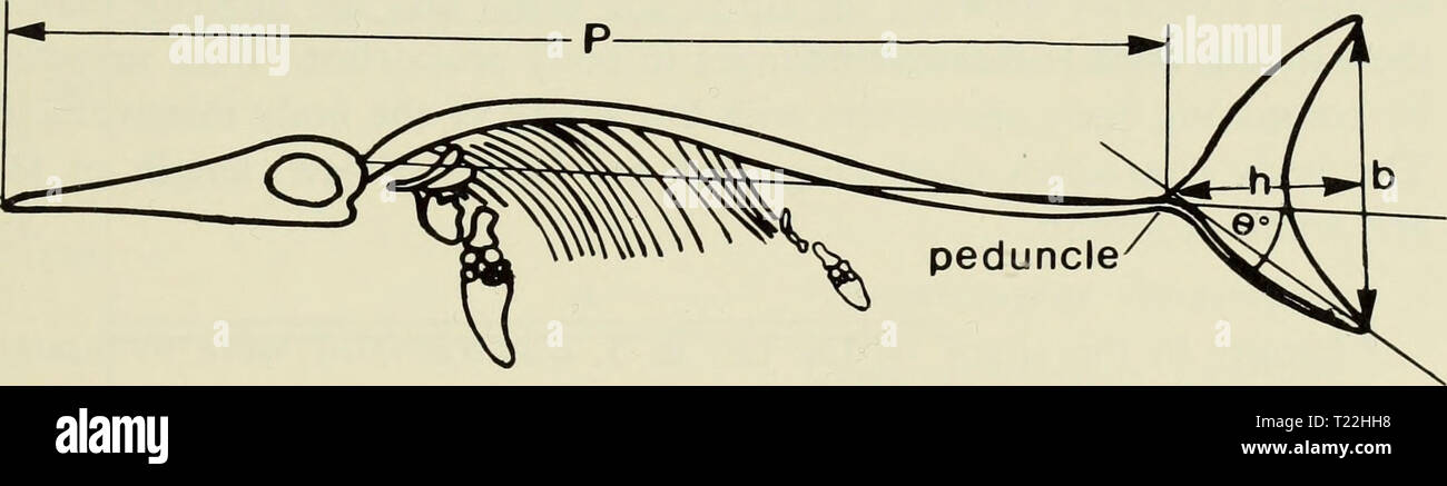 Image d'archive à partir de la page 8 de la croissance différentielle dans trois ichtyosaures croissance différentielle dans trois ichtyosaures : Ichthyosaurus communis, I. breviceps, Stenopterygius et quadriscissus (Reptilia, Ichthyosauria) differentialgrow00mcgo Année : 1973 Fig. 2 mesures standard pour les ichtyosaures étudiés. A. Diagramme du crâne montrant mesures crâniennes : 1 -longueur du segment prémaxillaires, 2 - longueur de la narine externe, 3 - diamètre de l'orbite, 4 - longueur du segment 5 prenarial, - longueur du museau, 6 - longueur de la mâchoire, B-B - de l'axe longitudinal du crâne, A-A - l'axe longitudinal de l'orbite, Ang - anguleux. Banque D'Images