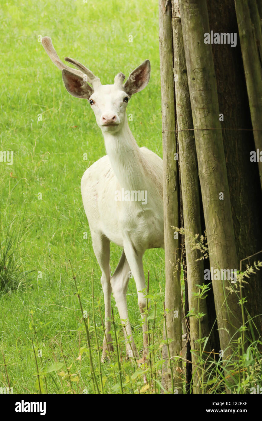 Cervus elaphus - young red deer dans de très rares sous forme de couleur blanche Banque D'Images