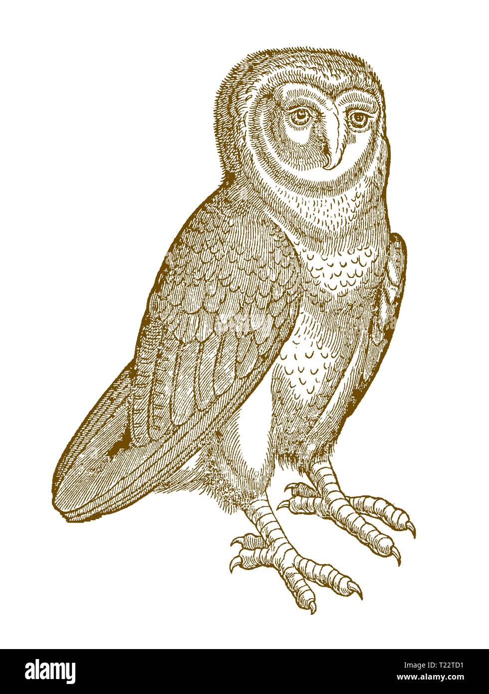 Ouest de l'effraie des clochers (Tyto alba) au trimestre vue avant. Après une gravure Illustration historique du 16e siècle Illustration de Vecteur