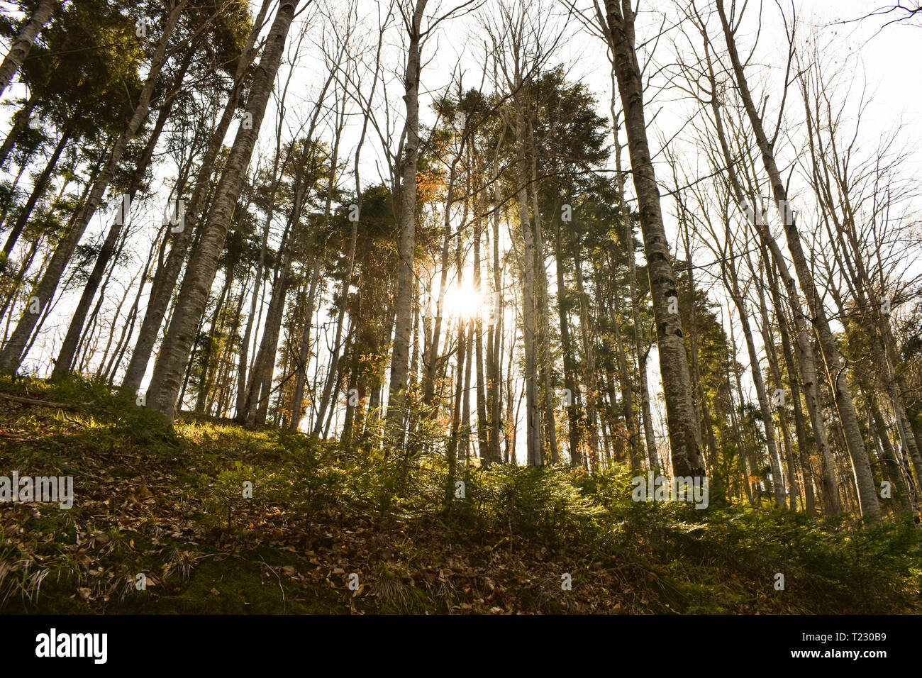 Soleil qui brille à travers les magnifiques forêts de feuillus au début du printemps. Forêt illuminée par la lumière du soleil jaune. Banque D'Images