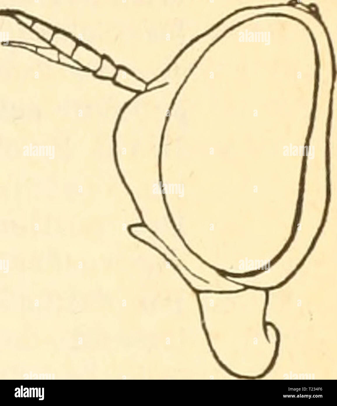 Image d'archive à partir de la page 128 de Diptères  = Zweiflügler (1910) Zweiflügler dipterazweiflg  = Diptères01GR Année : 1910 Diptera, Zweiflügler. 119 SDI Eulalia. Sdi (Odontomyia. Aut.). Große bis kleinere, wenig dicht und im Geschlecht weiblichen stets dünn behaarte schwarze Arten mit oder meist gelb grün ge- zeichnetem Hinterleib. Si Fühler lang wie der Kopf fFig. 143) oder etwas kürzer, 1. und 2. Glied gleich lang oder das 1. von höchstens doppelter Länge des 2., 3. Glied verlängert, vier- ringelig gliedrigem Endgriffel mit kurzem 2. Augen und nackt behaart, beim ( auf der Stim, se zusammenstoßend Banque D'Images