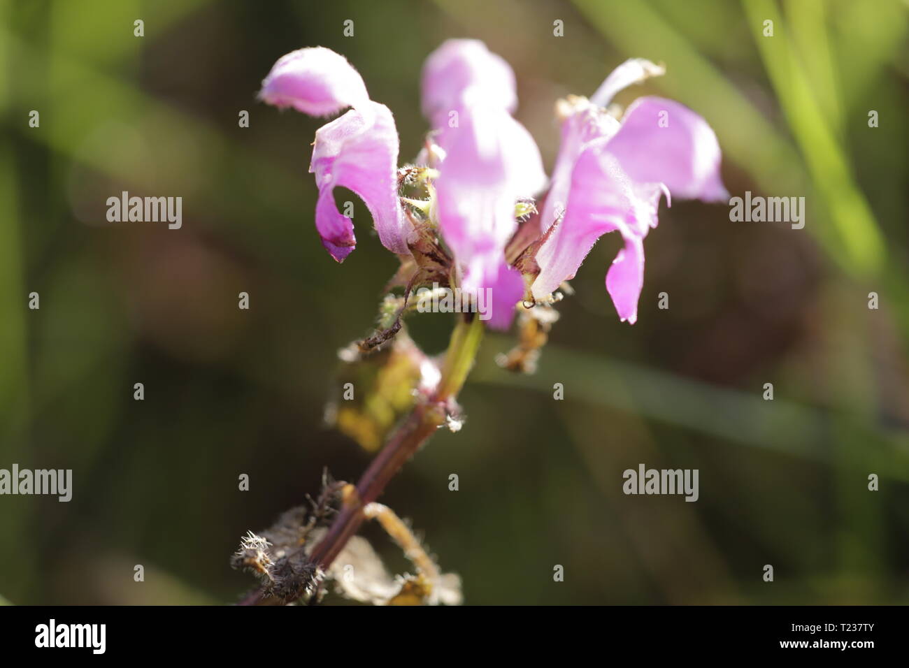 Lamium maculatum lamier tacheté ou Banque D'Images