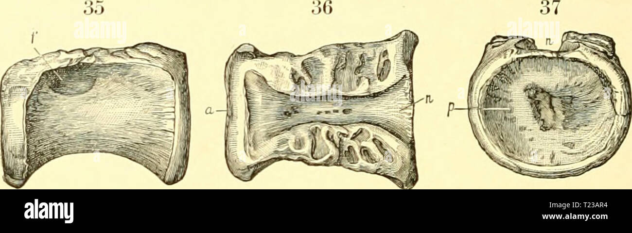 Image d'archive à partir de la page 59 des dinosaures d'Amérique du Nord Les dinosaures d'Amérique du dinosaursofnort00mars Année : 1896 184 LES DINOSAURES D'AMÉRIQUE DU NORD Les vertèbres sont beaucoup plus longue que la vertèbre correspondante ? De Moro- saurien, et ont une très longue et profonde cavité de chaque côté de la centrum, à laquelle le nom générique fait référence. Toutes les vertèbres de lignes trouvées jusqu'sont proportionnellement presque le double de la longueur de la Centra de Morosaurus correspondant, et la cavité latérale est encore plus allongés. Ces points sont indiqués dans la partie postérieure de la vertèbre dorsale représentée à la fig. 4 et 5 de l'IP. Xg. Banque D'Images