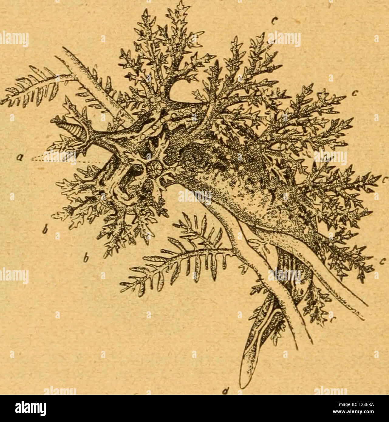 Image d'archive à partir de la page 161 de Die Weich- Schaltiere gemeinfasslich und die Weich- Schaltiere gemeinfasslich dieweichundschal Dargestellt und00mart Année : 1883 - 154 - hcLn öierfetttg, unb bte Renten nur üfde bilben fleine. Den- dronotus äiimdenf3S,(netfe, ift äugerlic df)nlt(, nur}abgerunbet m( r, unb unb Giemen bilben güler j)o !)e üielfac* öer etgte äumden 5tt), jobag rötltc dnerfe gefärbte hk, auf garten roten Stangen (gloribeen friecenb biefen), üvous trouverez sur fctDer fdietben gu untere fit. Glaucus fdtüimmt}9 im offenen ziir, Seib gu§ fcmal unb ftnb, ürfenfeite filberfarbtg, 33aud tiefblau feite), bi Banque D'Images