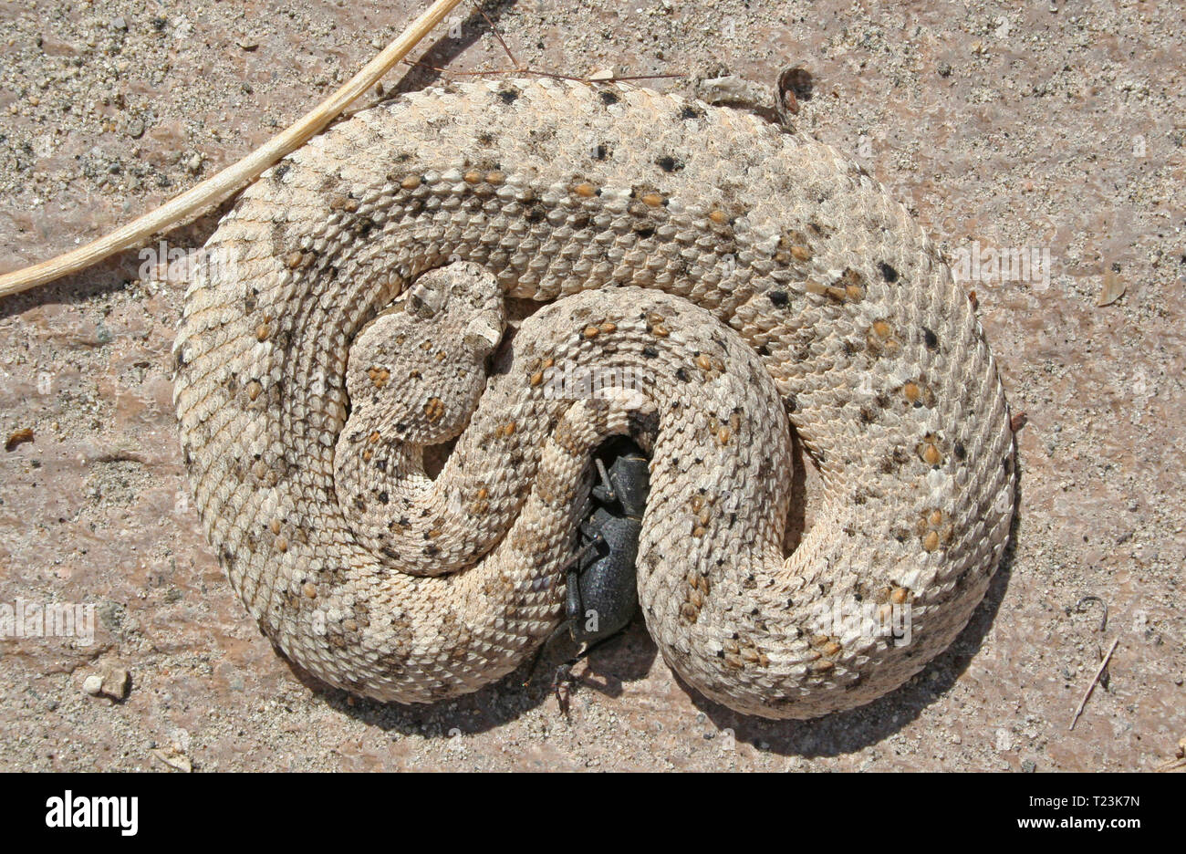 Crotale (Crotalus cerastes Sidewinder Photo Stock - Alamy