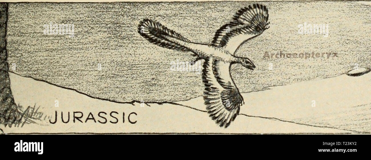 Image d'archive à partir de la page 106 du livre le dinosaure Le dinosaure livre : la décision de reptiles et de leurs proches dinosauruli13colb Année : 1945 m**- GERHArtri crétacé Restorations par John C. Gennann quatre étapes dans l'évolution des oiseaux. L'oiseau primitif, Archaeopteryx, avait des plumes et était probablement capable de voler, mais dans de nombreux détails c'était essentiellement des reptiles. Le Cre- taceous d'oiseaux aquatiques, Hesperornis, a été com- plètement grippe, bien qu'il en contenait encore les dents de ses ancêtres reptiliens. Dans la période de l'Éocène, masse géant des oiseaux tels que Diatryma peut avoir participé ser Banque D'Images