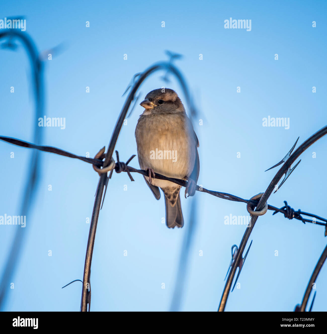 Sparrow bird sur du fil de fer barbelé Banque D'Images