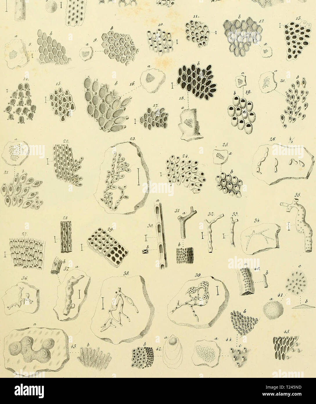 Image d'archive à partir de la page 250 de Die der böhmischen Versteinerungen Kreideformation Versteinerungen die der böhmischen Kreideformation dieversteinerung00reus Année : 1845-1846 â â •® o.e.. JS Ã# W J)TReu.est da. Xiih:r. Federen Banque D'Images