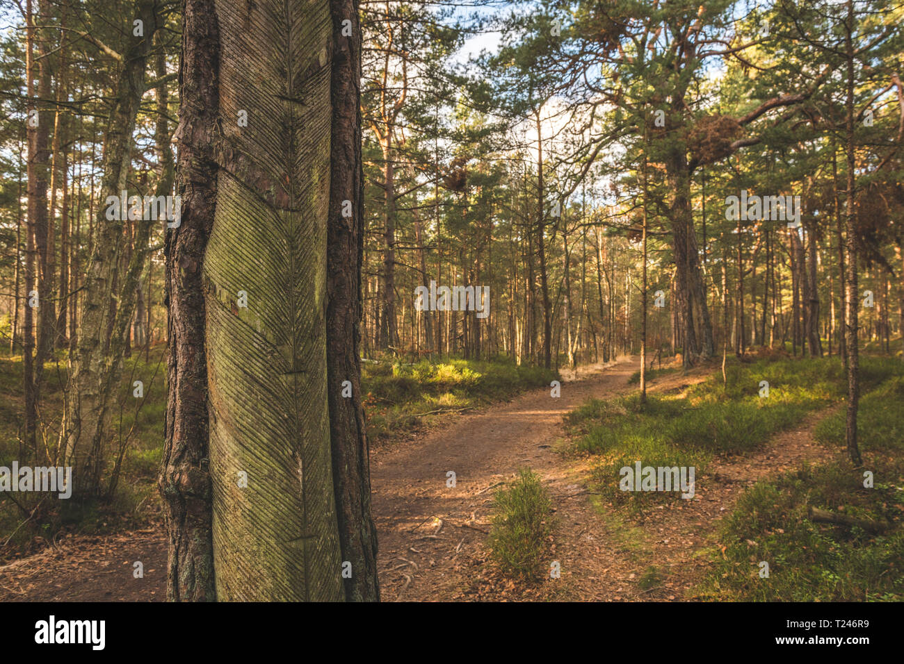 L'Allemagne, de Mecklembourg-Poméranie occidentale, Darss, chemin forestier et de pins avec incisions pour la résine de taraudage Banque D'Images