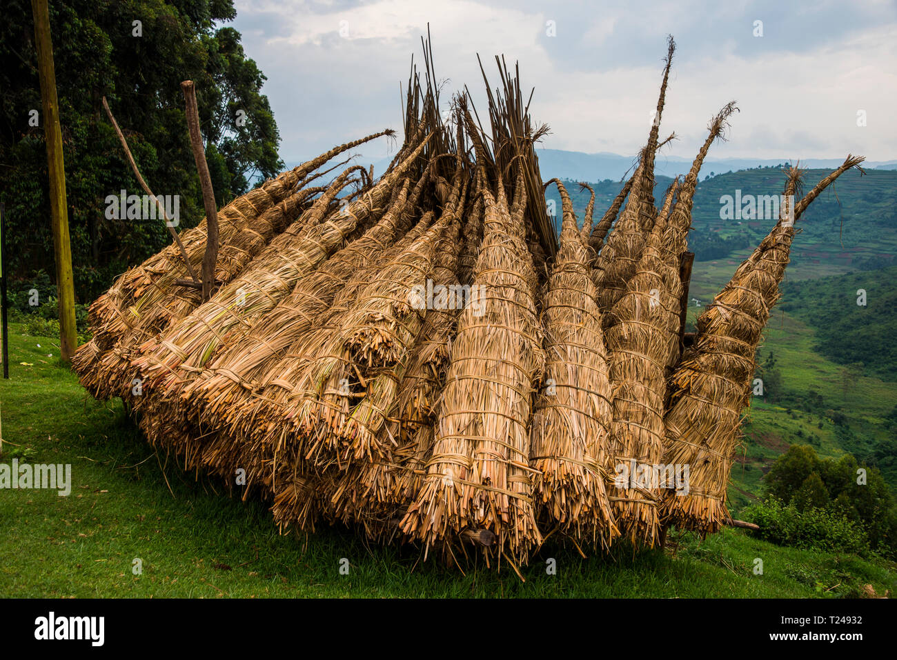 L'Afrique, l'Ouganda, le roseau commun Phragmites, empilés ensemble Banque D'Images