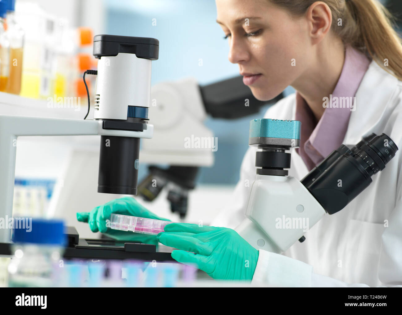 La recherche de cellules, de scientifique plaçant une plaque multi sous le microscope prêt à examiner les cellules dans le laboratoire Banque D'Images