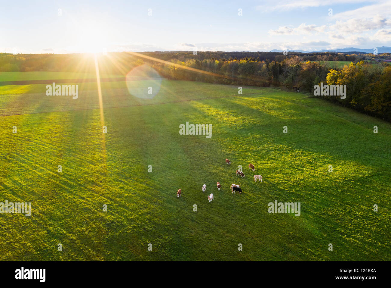 Allemagne, Bavière, Thanning près de Egling, les vaches au pâturage au lever du soleil, vue de drones Banque D'Images