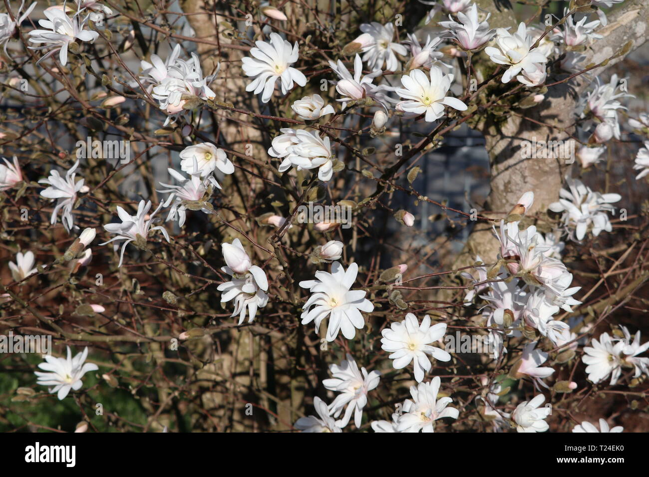 Belle étoile magnolia au printemps Banque D'Images