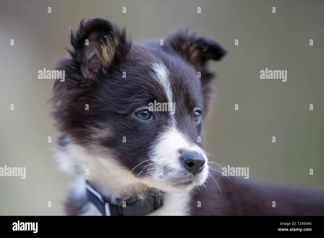 Portrait de Border Collie puppy Banque D'Images