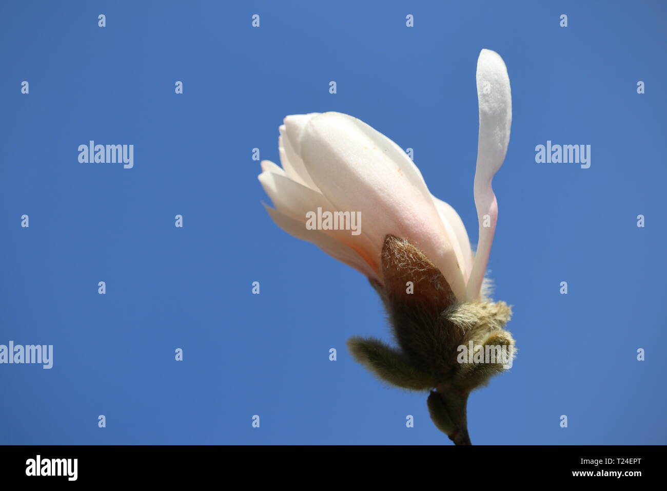 Belle étoile magnolia au printemps Banque D'Images