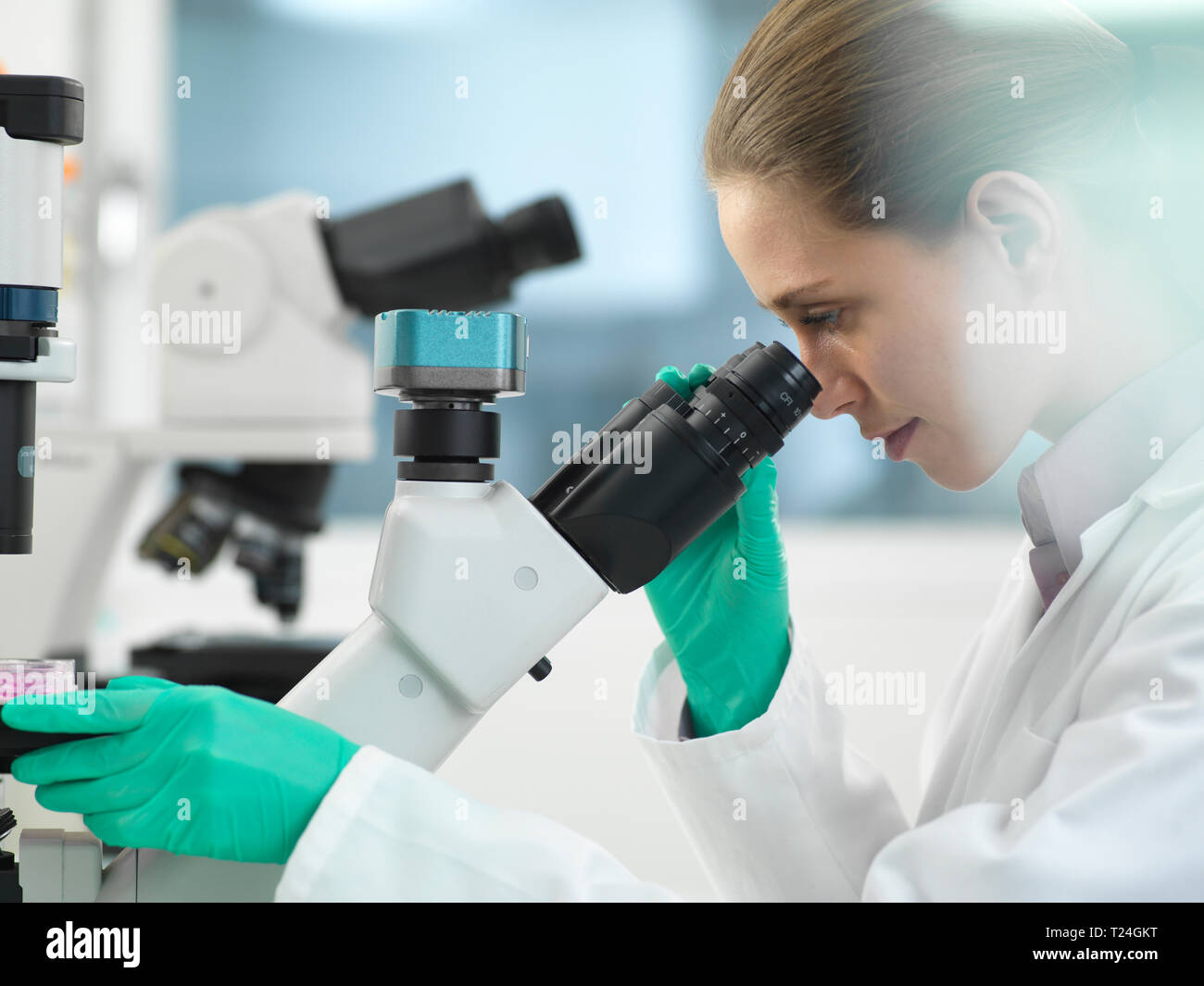 La recherche de cellules, les cellules de visualisation scientifique dans une même plaque sous le microscope dans le laboratoire Banque D'Images