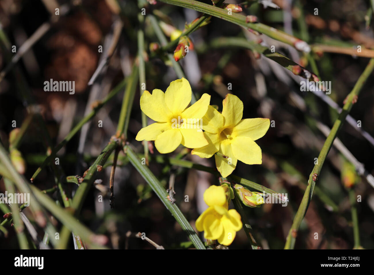 Un peu jaune des fleurs d'un Bush en Suisse. De belles fleurs aux couleurs vives avec une belle forme. Photographié au cours d'une journée de printemps ensoleillée. Banque D'Images