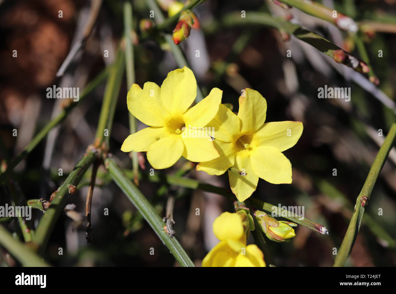 Un peu jaune des fleurs d'un Bush en Suisse. De belles fleurs aux couleurs vives avec une belle forme. Photographié au cours d'une journée de printemps ensoleillée. Banque D'Images