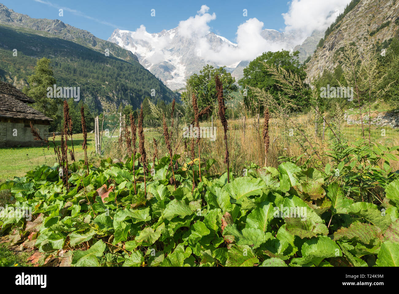 Rumex alpinus, nom commun du moine-rhubarbe, rhubarbe Munk alpin ou dock. Alpes italiennes, la mi-août Banque D'Images