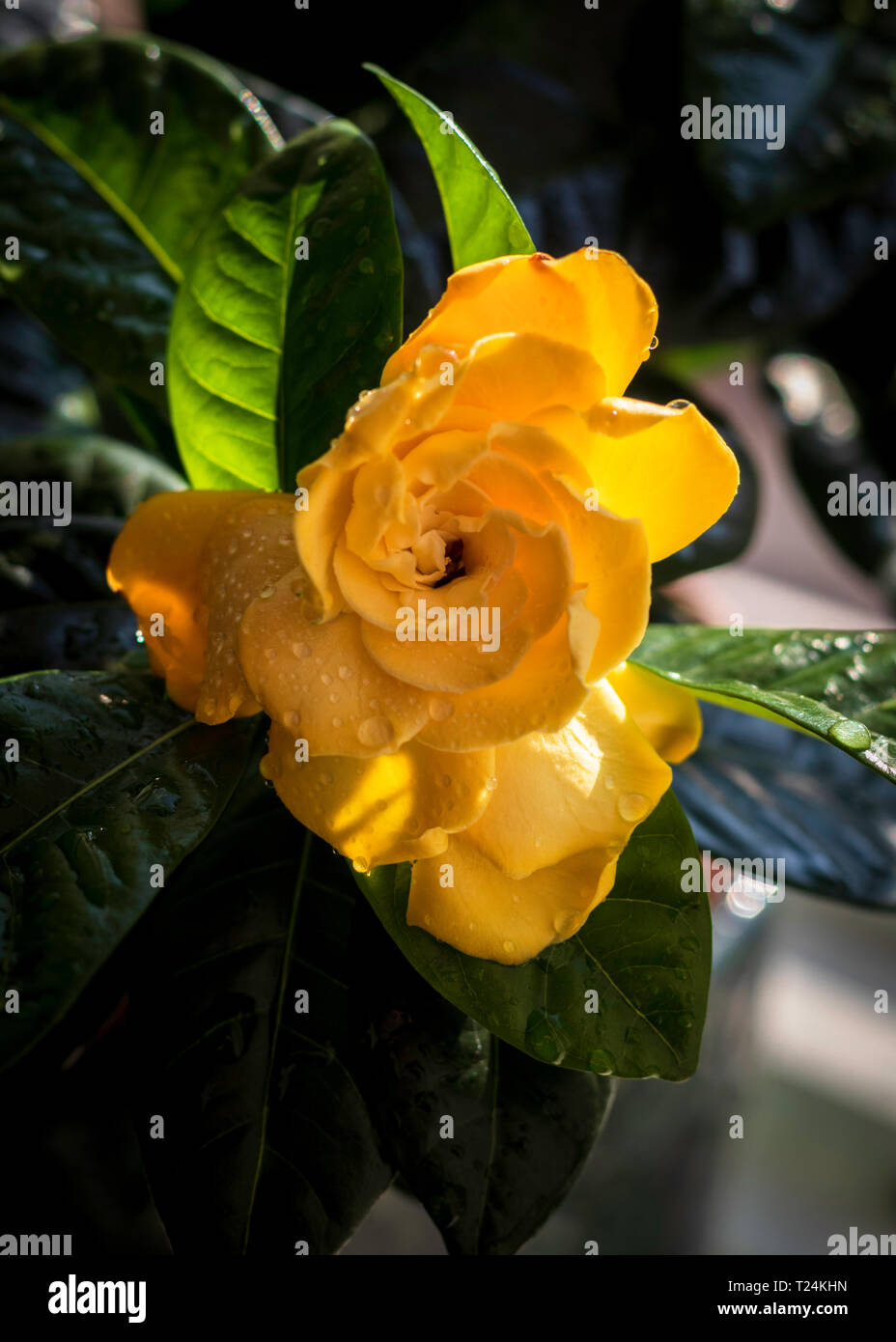 Fleur jaune Rhododendron en pot à la maison près de la fenêtre Banque D'Images