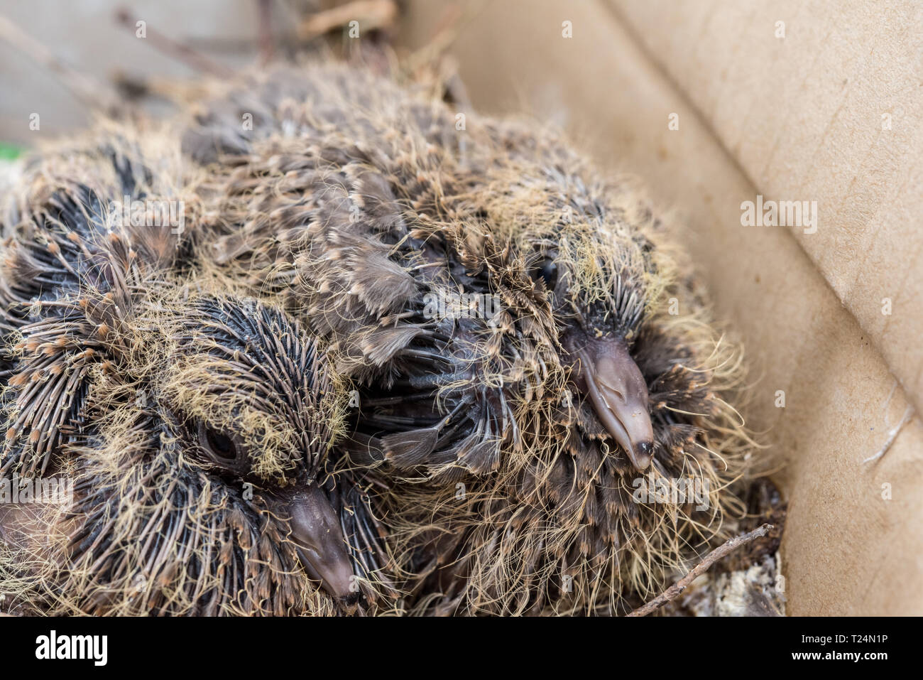 Baby Laughing dove (Streptopelia senegalensis) feedlings - nouveau-né en attente dove nest pour la nourriture avec la croissance de nouvelles plumes - Macro - vraiment fermer Banque D'Images