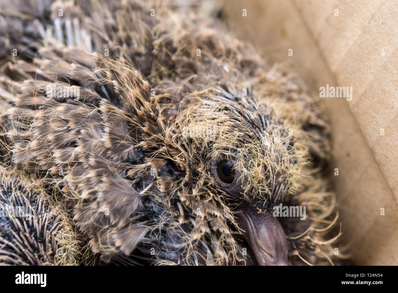 Baby Laughing dove (Streptopelia senegalensis) feedlings - nouveau-né en attente dove nest pour la nourriture avec la croissance de nouvelles plumes - Macro - vraiment fermer Banque D'Images