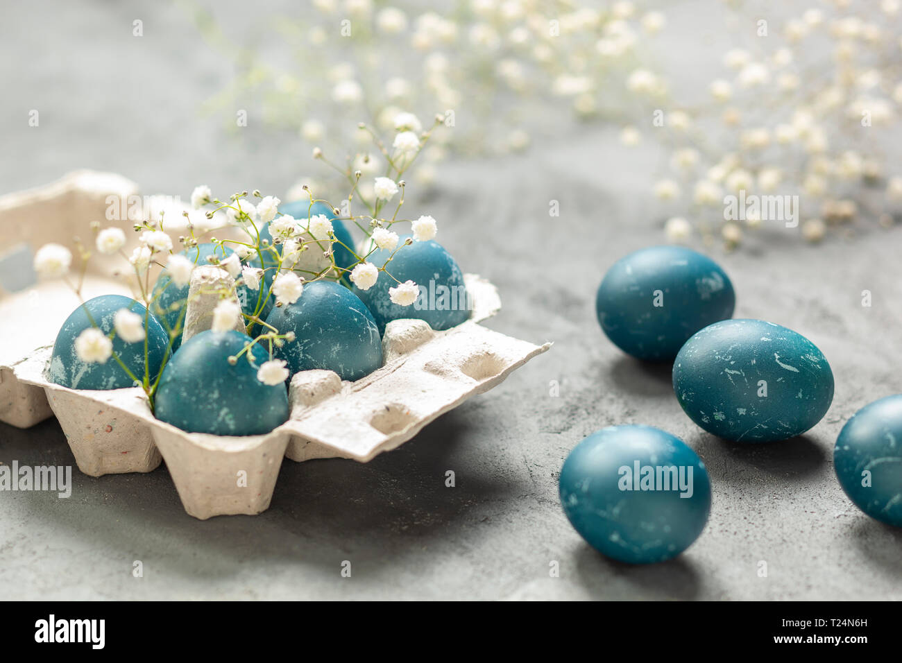 Composition de Pâques - oeufs bleus teints avec des feuilles de chou rouge, des fleurs de gitsophila blanches et un récipient à oeufs sur fond texturé gris Banque D'Images