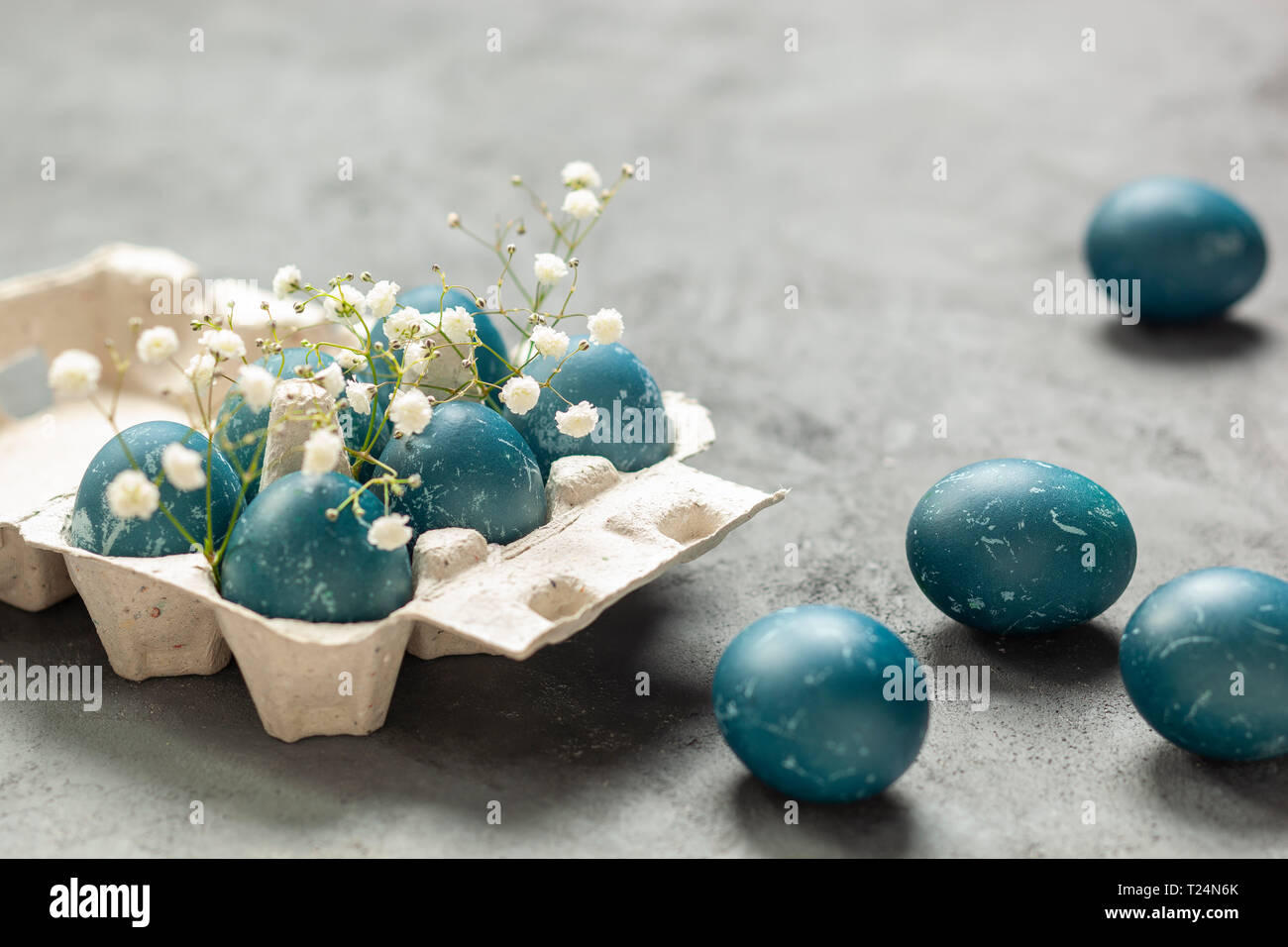 Composition de Pâques - oeufs bleus teints avec des feuilles de chou rouge, des fleurs de gitsophila blanches et un récipient à oeufs sur fond texturé gris Banque D'Images