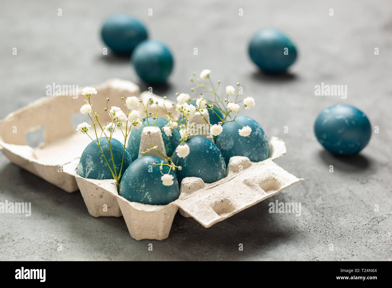 Composition de Pâques - oeufs bleus teints avec des feuilles de chou rouge, des fleurs de gitsophila blanches et un récipient à oeufs sur fond texturé gris Banque D'Images