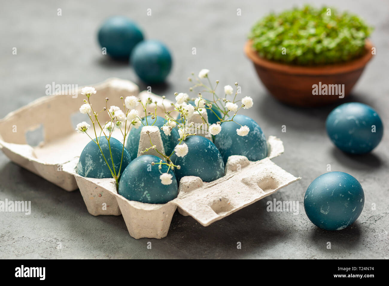Composition de Pâques - oeufs de Pâques bleus teints avec des feuilles de chou rouge, des fleurs de gitsophila, des pousses vertes dans un bol, un contenant d'oeufs sur un dos texturé gris Banque D'Images