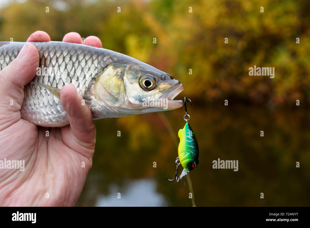 Chub avec appât en plastique dans la bouche, copy space Banque D'Images