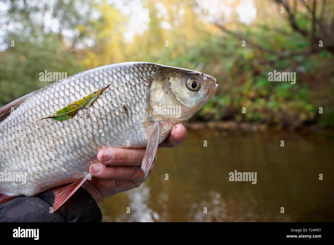 Gros ide mélanote poisson dans la main du pêcheur Banque D'Images