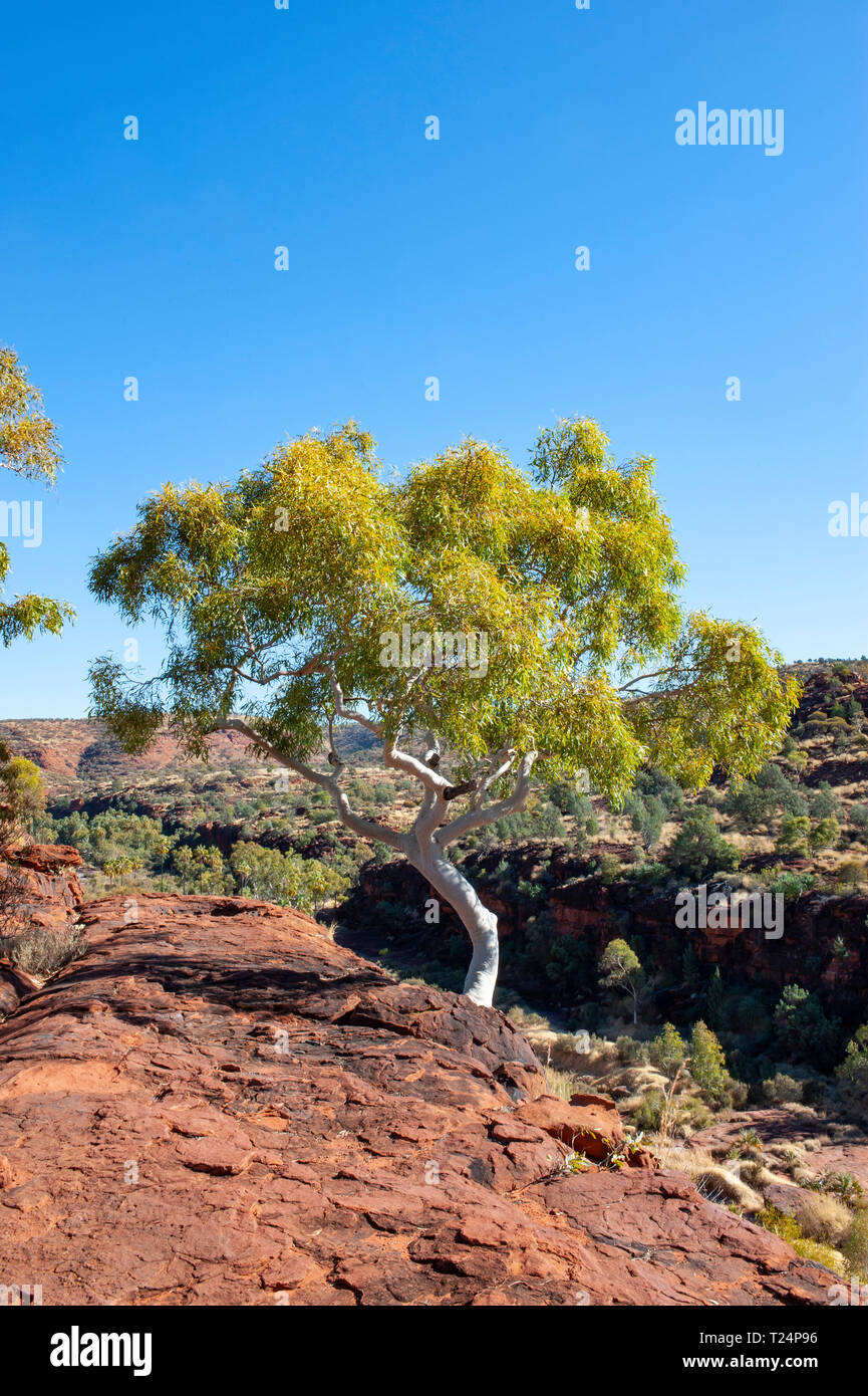 Tronc d'un blanc lumineux ghost gum dans la lumière du soleil, Palm Valley, Territoire du Nord, Australie. Banque D'Images