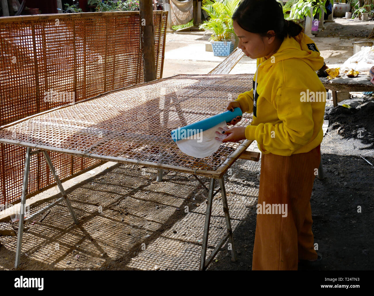 Battambang, Cambodge. Une femme jette les plats préparés, et encore humide, papier de riz sur un cadre à sécher au soleil. 10-12-2018 Banque D'Images