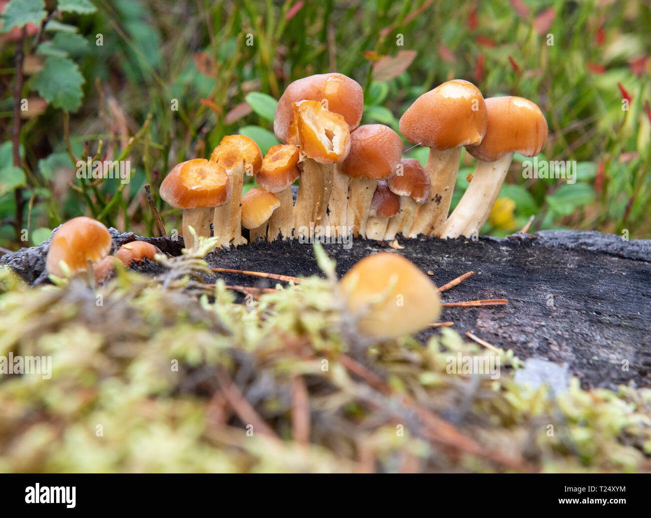 Champignons poussant sur la Barque d'arbre, les Cairngorms, Écosse Banque D'Images