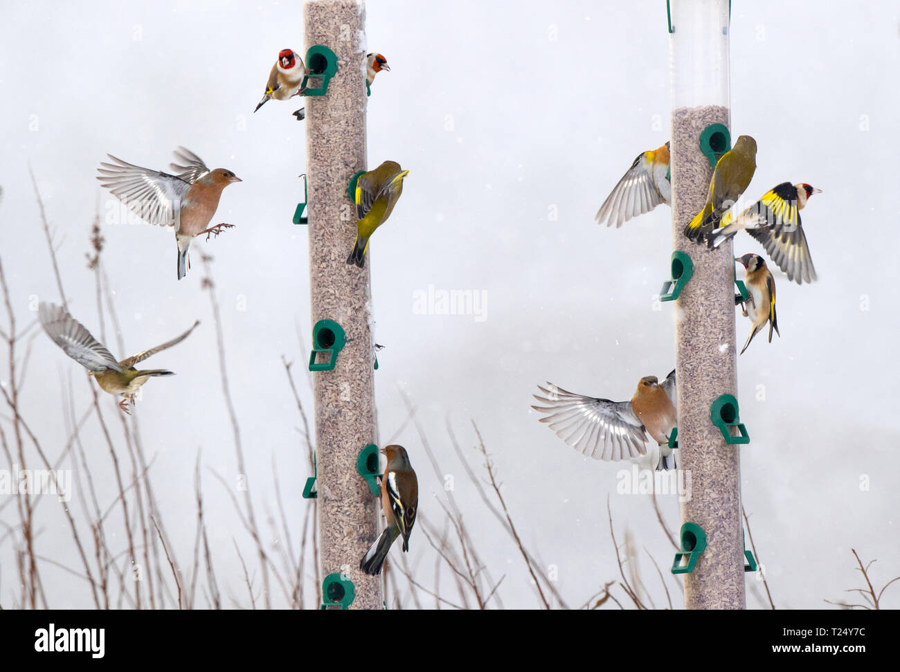 Oiseaux se nourrissant chez Bird Feeders, Royaume-Uni Banque D'Images