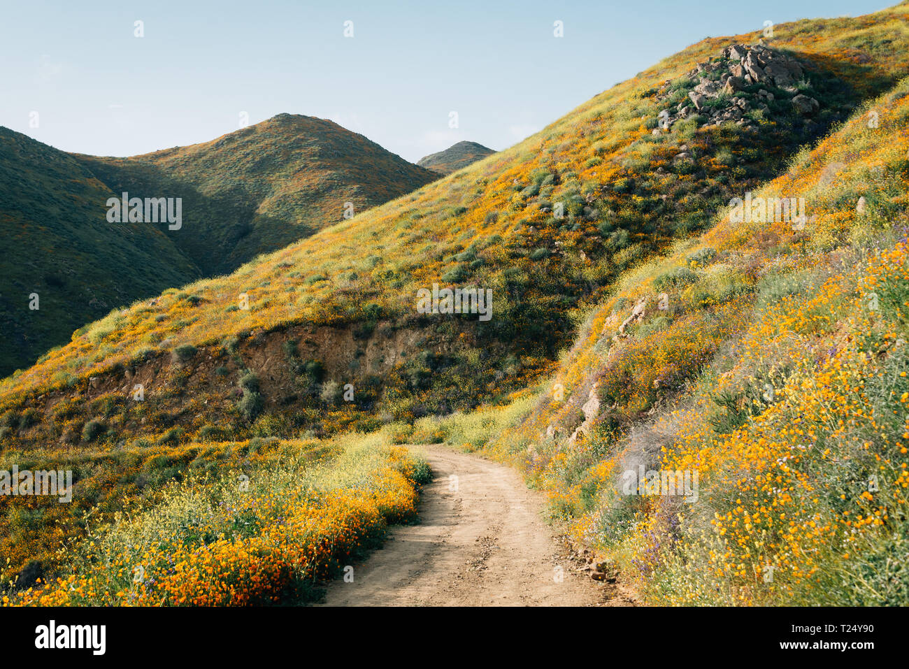 Coquelicots le long de la Walker Canyon Trail dans la région de Lake Elsinore, Californie Banque D'Images