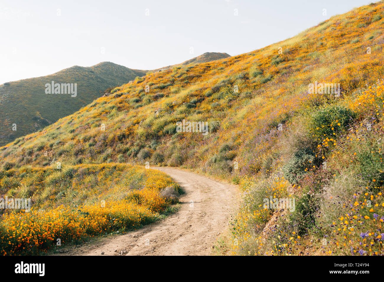 Coquelicots le long de la Walker Canyon Trail dans la région de Lake Elsinore, Californie Banque D'Images