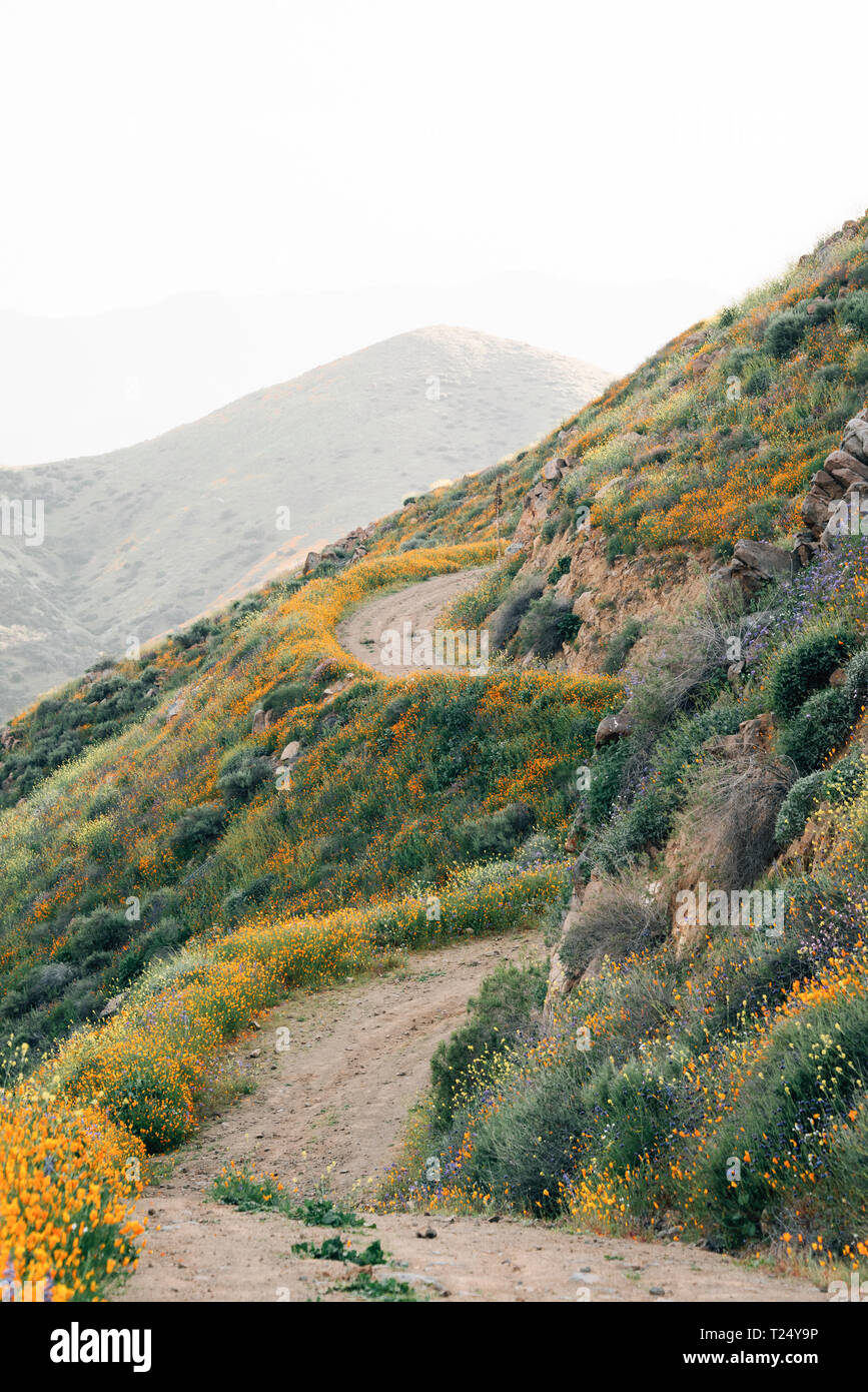 Coquelicots le long de la Walker Canyon Trail dans la région de Lake Elsinore, Californie Banque D'Images