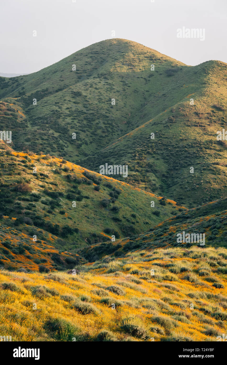 Coquelicots et de vertes collines de Walker Canyon, dans la région de Lake Elsinore, Californie Banque D'Images